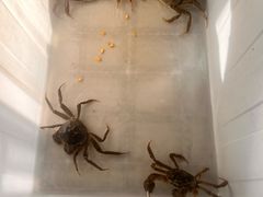 -阳澄湖大闸蟹·琼灵阁牌品牌连锁(吴中总店)