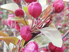 -海棠花溪(元大都城垣遗址公园)