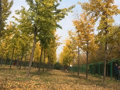 -汉景帝阳陵博物院