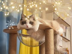 -猫大福·Fortune Cat猫舍(百子湾店)