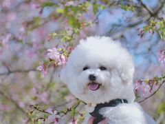 -天适樱花悠乐园