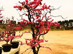梅花-秀丽东方
