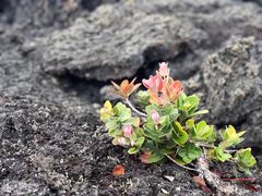 -夏威夷火山国家公园