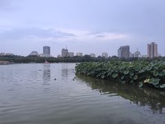 -莲花池公园