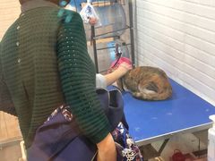 -PETKIT小佩宠物(古北店)