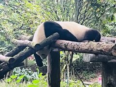 -都江堰中华大熊猫苑