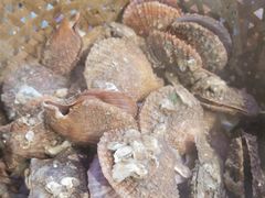 高压锅扇贝-蚝堡海鲜·威海菜·海肠捞饭·烧烤·亚洲吃蚝公司(幸福门店)