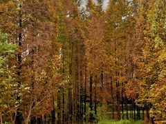 -桤木河湿地公园