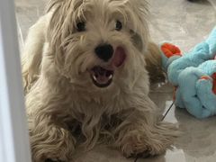 -美联众合动物医院·24h转诊中心