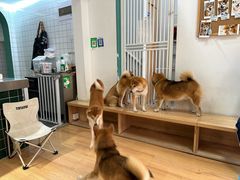 -是阿柴呀！柴犬咖啡·爱喵喵猫咖