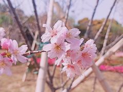 -王借岗森林公园