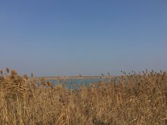 -盐城丹顶鹤湿地生态旅游区