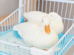 -怪兽屋·羊驼·猫咖·狗咖(俊华广场店)