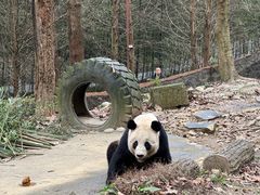 -都江堰中华大熊猫苑