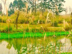 -桤木河湿地公园