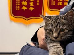 -艾贝尔宠物医院 ·中兽医·宠保定点(北门桥店)
