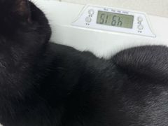 -瑞派长江宠物医院·猫科·外科·24小时夜护(谊城公寓分院)