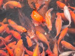 -西湖外事游船(花港观鱼码头)