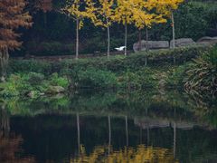 -重庆彩云湖湿地公园