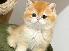 -欣宠猫屋·矮脚拿破仑·蓝金金渐层