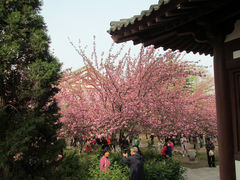 -西安青龙寺遗址景区