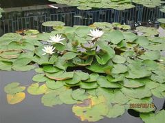 -南戴河国际娱乐中心