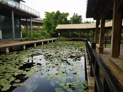 -白鹭湾湿地公园