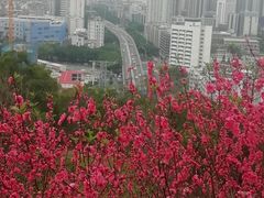 -金鸡山公园