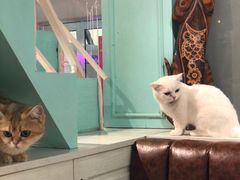 -猫小院猫主题餐厅(三里屯店)