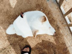 -趣玩宠物乐园寄养训犬训狗游泳池