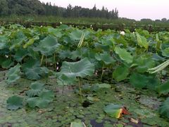 -荷塘月色湿地公园·向阳花洲
