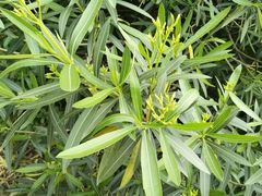 -九里河湿地公园