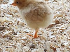 -怪兽屋·羊驼·猫咖·狗咖(俊华广场店)