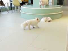 -怪兽屋·羊驼·猫咖·狗咖(俊华广场店)