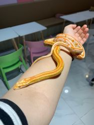 -Moni星球萌宠·小马宝莉·灵蛇·高端高阶全萌宠互动体验俱乐部(红豆国际广场店)