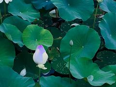 -莲花池公园