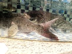 -古韵轩·江浙融合菜(梁溪店)