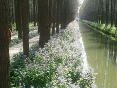 -溱湖国家湿地公园