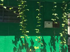 -都念榴莲·城市榴莲