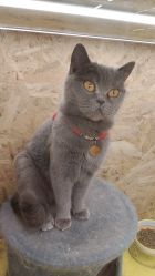 -萌宠家互动乐园