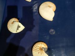 -青岛贝壳博物馆