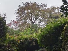 -广州兰圃