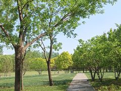 -大望京公园