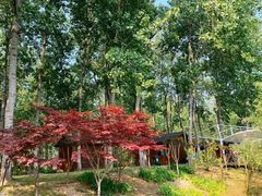 -合肥滨湖国家森林公园