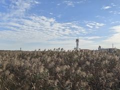 -上海吴淞炮台湾国家湿地公园