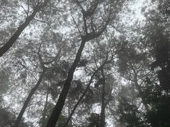 -铁山坪森林公园