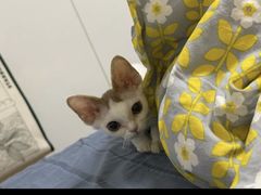 -山宅一喵德文卷毛猫舍