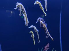 -上海海洋水族馆