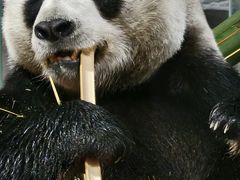 -栾川竹海野生动物园