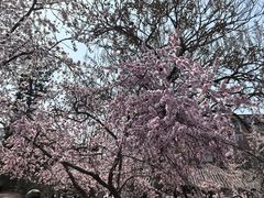 -桃花堤公园